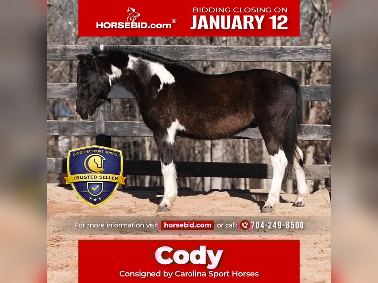 Inne kuce/małe konie Wałach 10 lat 112 cm Srokata in Clover