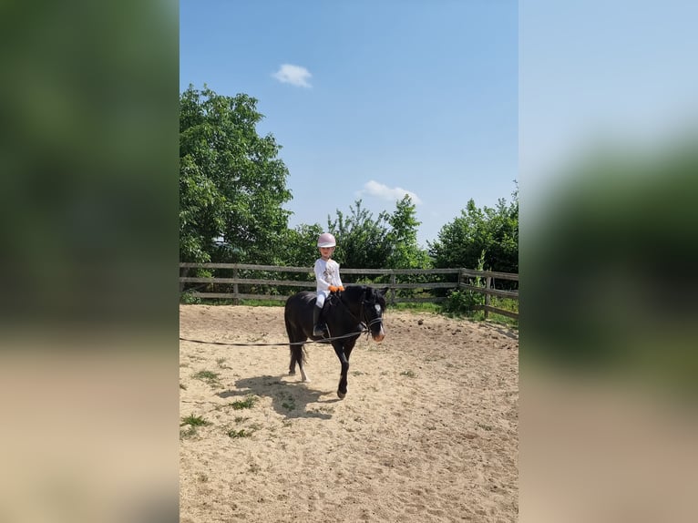 Inne kuce/małe konie Wałach 10 lat 125 cm Kara in Rechnitz