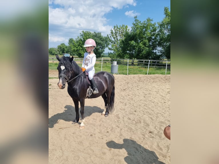 Inne kuce/małe konie Wałach 10 lat 125 cm Kara in Rechnitz