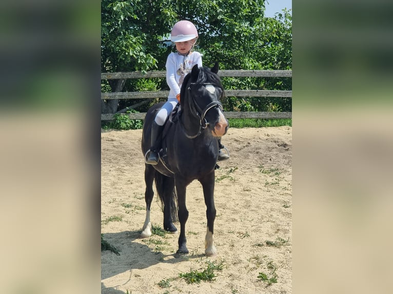 Inne kuce/małe konie Wałach 10 lat 125 cm Kara in Rechnitz