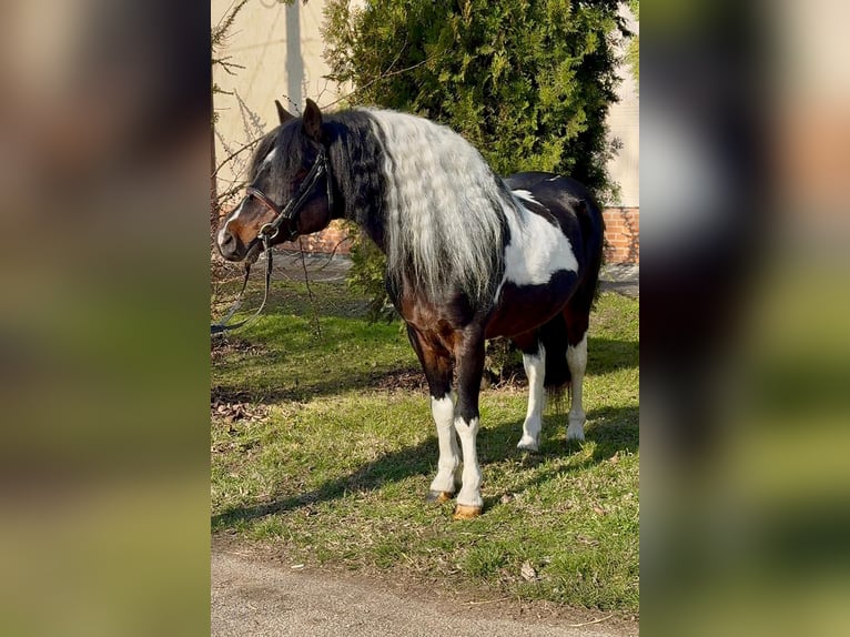 Inne kuce/małe konie Wałach 10 lat 125 cm Srokata in Rechnitz
