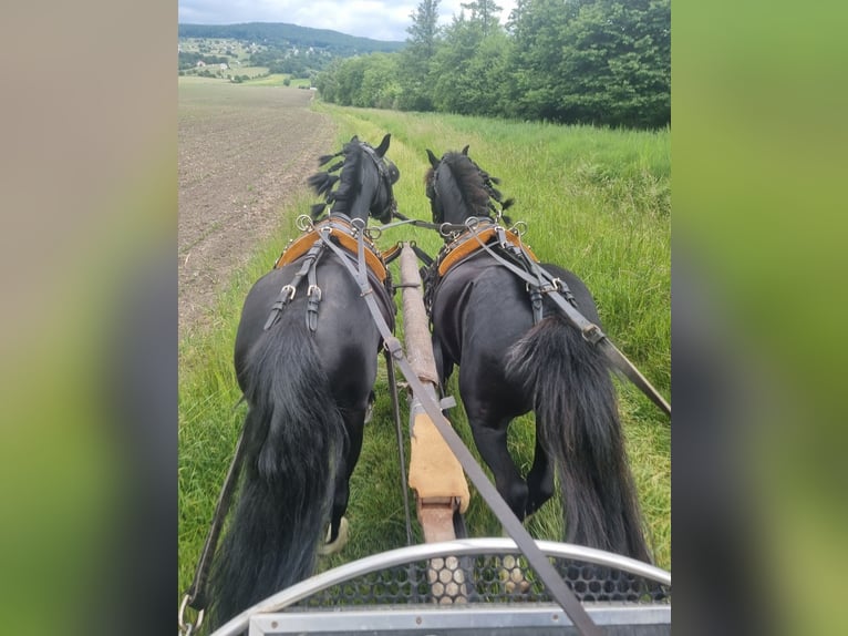 Inne kuce/małe konie Wałach 10 lat 126 cm Kara in Rechnitz