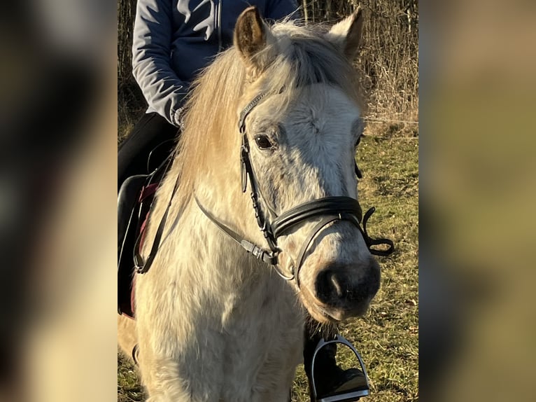 Inne kuce/małe konie Wałach 10 lat 135 cm Tarantowata in Ursensollen