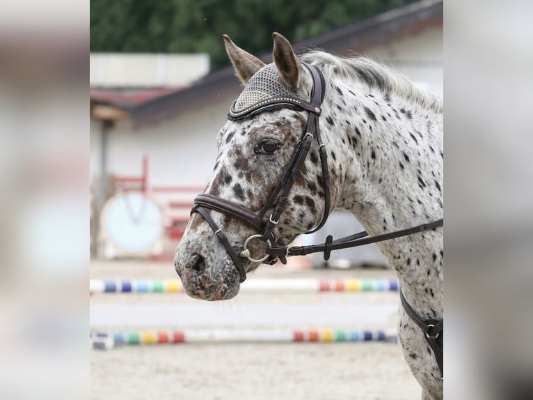 Inne kuce/małe konie Mix Wałach 10 lat 137 cm Tarantowata in Kaldenkirchen