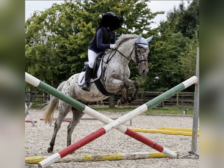 Inne kuce/małe konie Mix Wałach 10 lat 137 cm Tarantowata in Kaldenkirchen