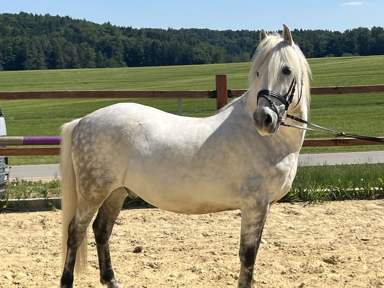 Inne kuce/małe konie Wałach 10 lat 138 cm Siwa in Ursensollen