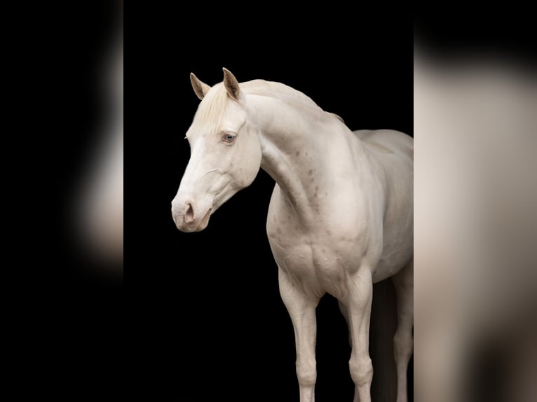 Inne kuce/małe konie Wałach 10 lat 142 cm Cremello in Hasselt