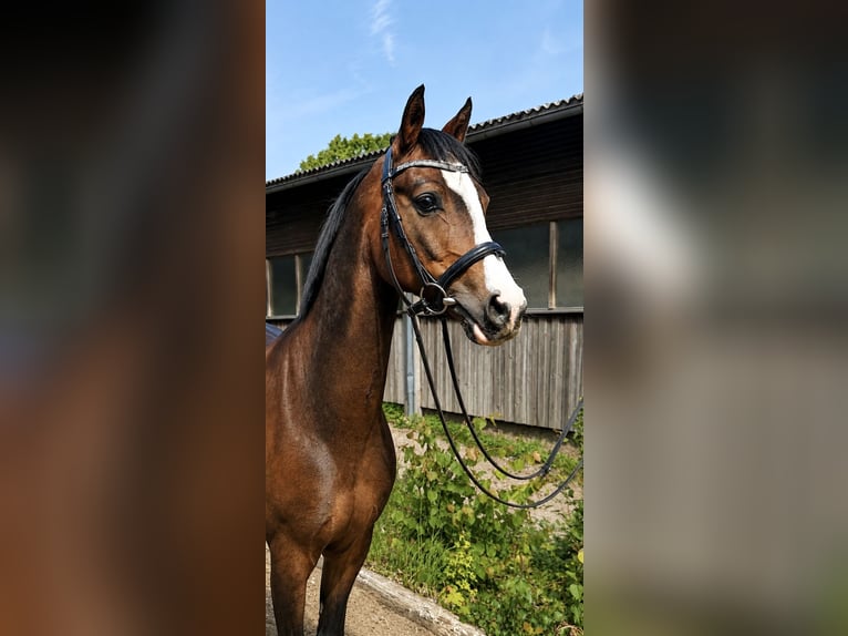 Inne kuce/małe konie Wałach 10 lat 145 cm Gniada in Pelmberg