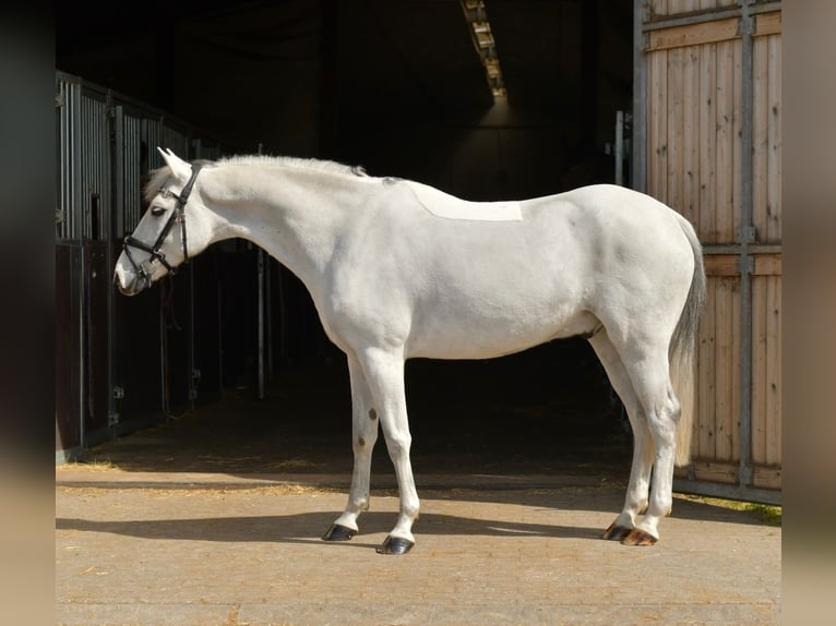 Inne kuce/małe konie Wałach 10 lat 145 cm Siwa in Geilenkirchen