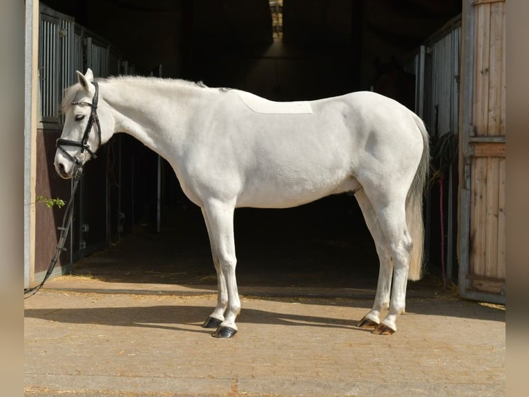 Inne kuce/małe konie Wałach 10 lat 145 cm Siwa in Geilenkirchen