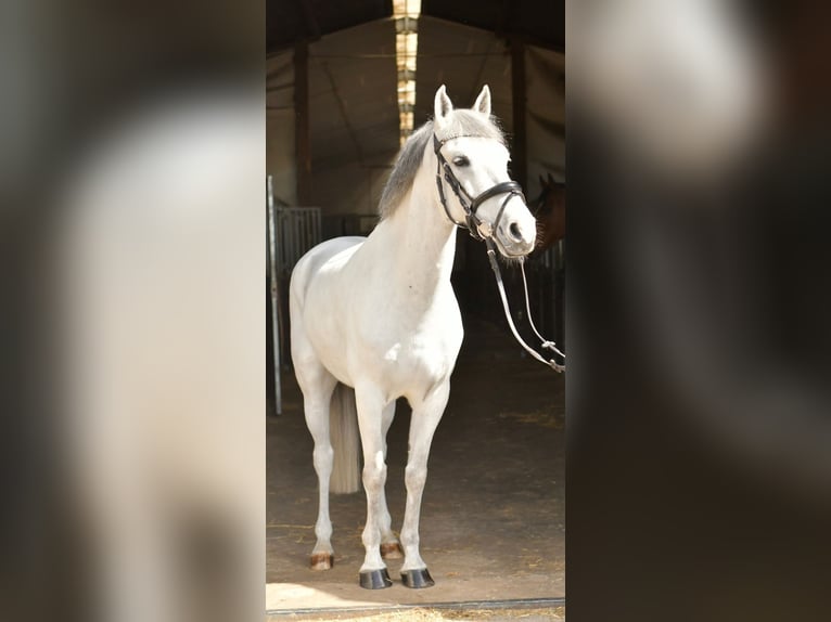 Inne kuce/małe konie Wałach 10 lat 145 cm Siwa in Geilenkirchen