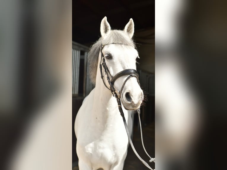 Inne kuce/małe konie Wałach 10 lat 145 cm Siwa in Geilenkirchen