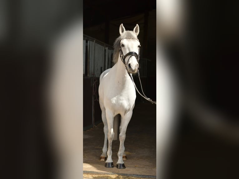 Inne kuce/małe konie Wałach 10 lat 145 cm Siwa in Geilenkirchen