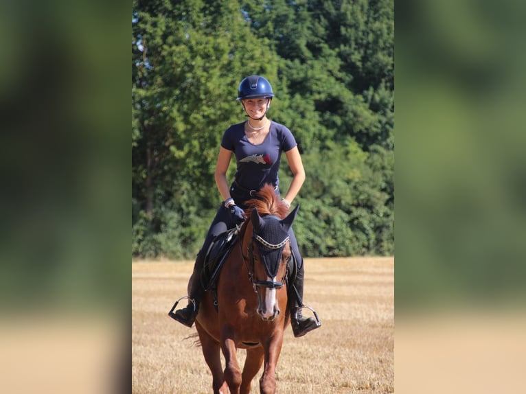 Inne kuce/małe konie Wałach 10 lat 148 cm Kasztanowata in SoltendieckSoltendieck