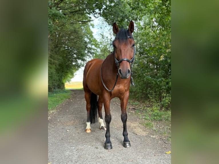 Inne kuce/małe konie Mix Wałach 10 lat 155 cm Gniada in Dittelbrunn