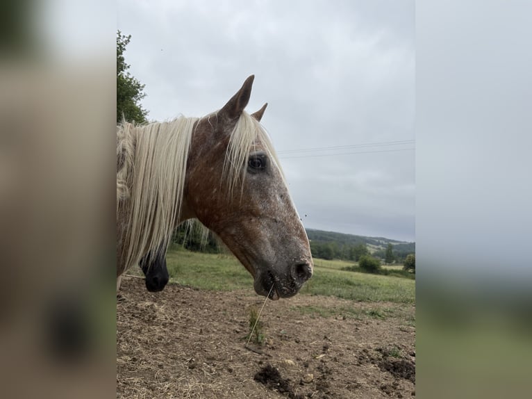 Inne kuce/małe konie Mix Wałach 10 lat 155 cm Kasztanowatodereszowata in Saint-F&#xE9;lix de Reillac