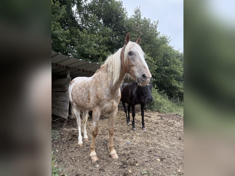 Inne kuce/małe konie Mix Wałach 10 lat 155 cm Kasztanowatodereszowata in Saint-F&#xE9;lix de Reillac