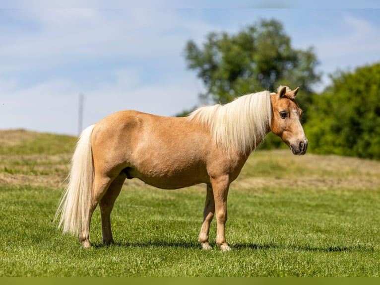 Inne kuce/małe konie Wałach 10 lat 94 cm Izabelowata in Ewing
