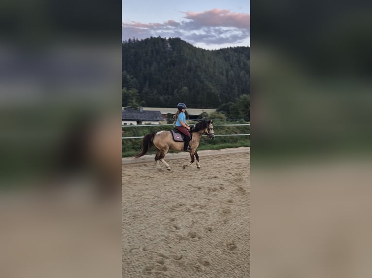 Inne kuce/małe konie Wałach 11 lat 130 cm Jelenia in Leoben