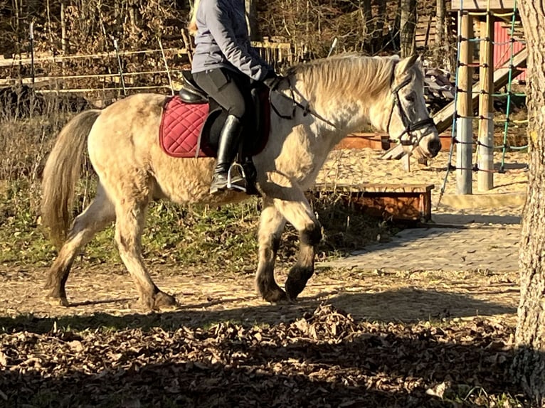 Inne kuce/małe konie Wałach 11 lat 139 cm Tarantowata in Ursensollen