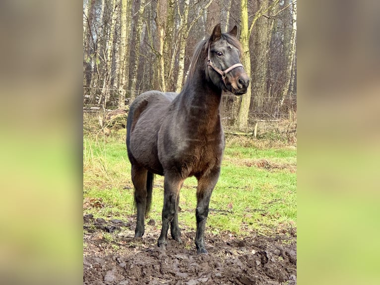 Inne kuce/małe konie Mix Wałach 11 lat 143 cm Skarogniada in Ribbesbüttel