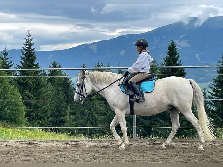 Inne kuce/małe konie Mix Wałach 11 lat 145 cm Siwa in Obdach