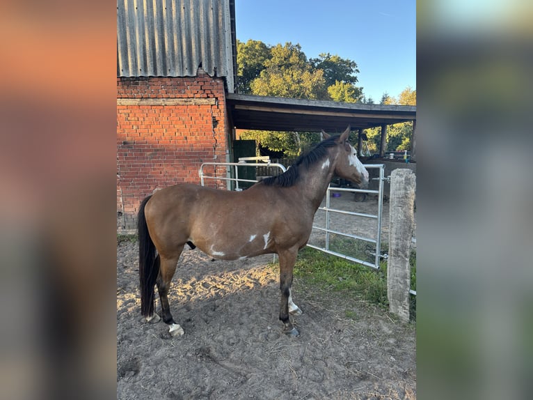 Inne kuce/małe konie Mix Wałach 11 lat 150 cm Tobiano wszelkich maści in Rotenburg (W&#xFC;mme)Hemslingen