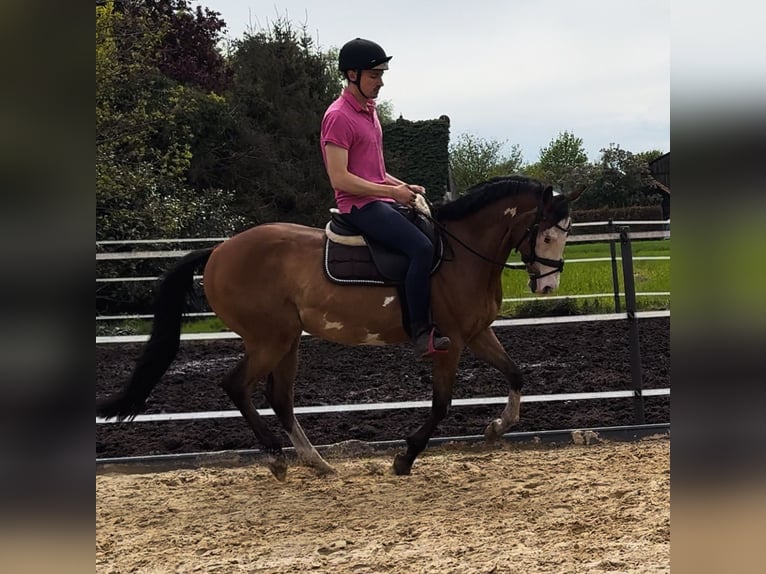 Inne kuce/małe konie Mix Wałach 11 lat 150 cm Tobiano wszelkich maści in Rotenburg (W&#xFC;mme)Hemslingen
