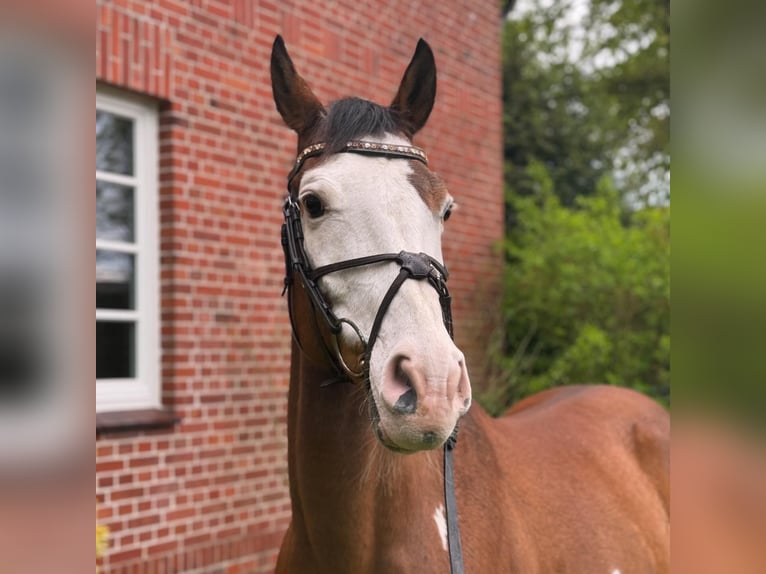 Inne kuce/małe konie Mix Wałach 11 lat 150 cm Tobiano wszelkich maści in Rotenburg (W&#xFC;mme)Hemslingen
