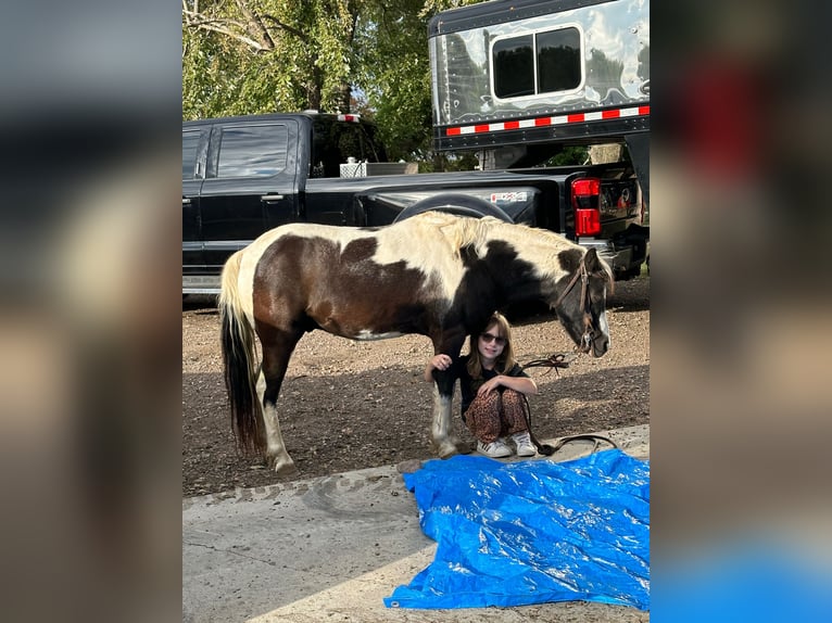 Inne kuce/małe konie Wałach 12 lat 102 cm Srokata in Brandon