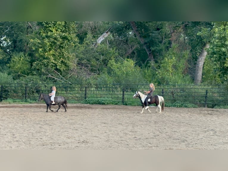 Inne kuce/małe konie Wałach 12 lat 102 cm Srokata in Brandon