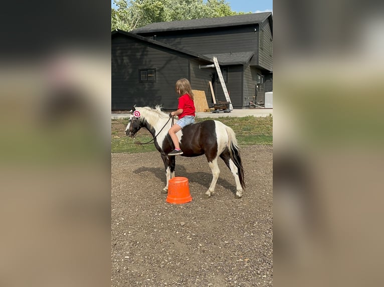 Inne kuce/małe konie Wałach 12 lat 102 cm Srokata in Brandon