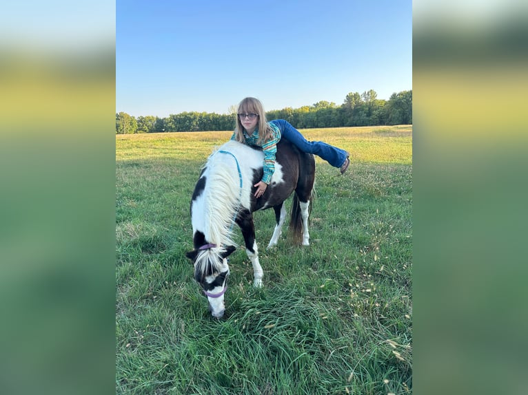 Inne kuce/małe konie Wałach 12 lat 102 cm Srokata in Brandon