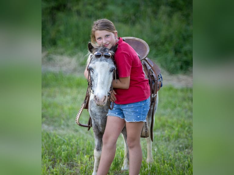 Inne kuce/małe konie Wałach 12 lat 102 cm Srokata in Ewing