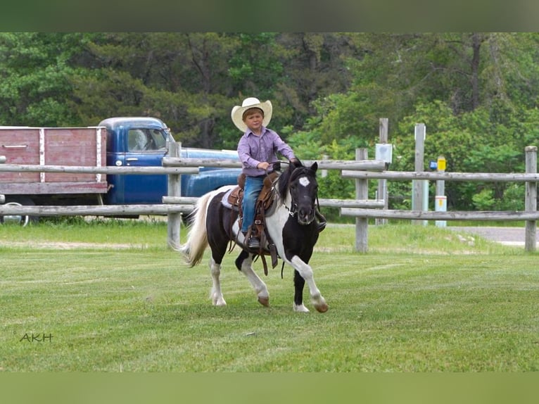 Inne kuce/małe konie Wałach 12 lat 104 cm in Nevis, MN