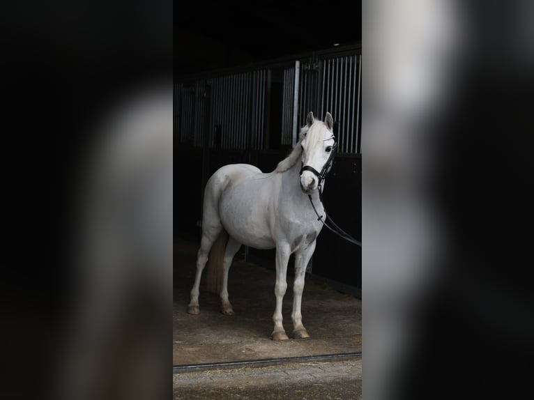 Inne kuce/małe konie Wałach 12 lat 116 cm Srokata in Geilenkirchen