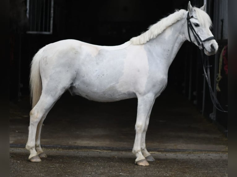 Inne kuce/małe konie Wałach 12 lat 116 cm Srokata in Geilenkirchen