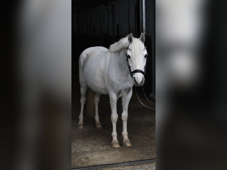 Inne kuce/małe konie Wałach 12 lat 116 cm Srokata in Geilenkirchen