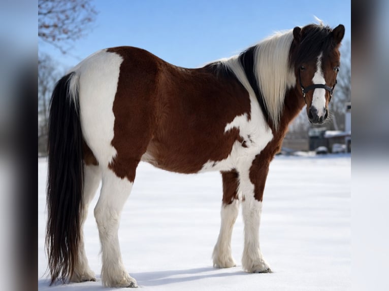 Inne kuce/małe konie Wałach 12 lat 119 cm Srokata in Osceola
