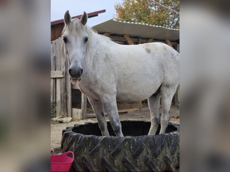 Inne kuce/małe konie Mix Wałach 12 lat 142 cm Siwa jabłkowita in Mengkofen
