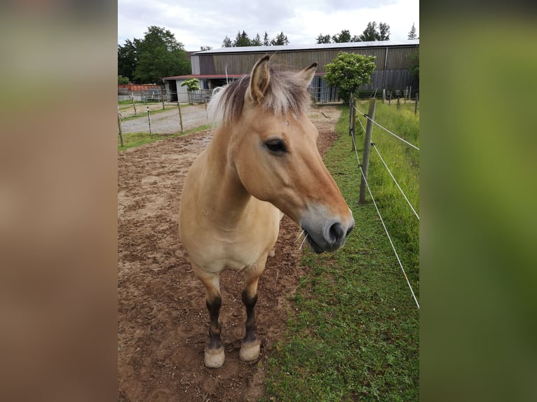 Inne kuce/małe konie Wałach 12 lat 143 cm Bułana in Ellwangen (Jagst)