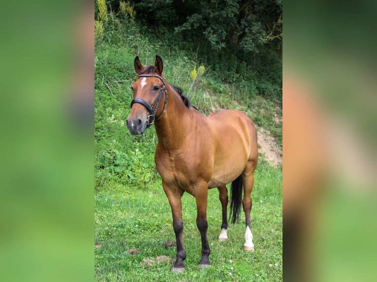 Inne kuce/małe konie Wałach 12 lat 148 cm Gniada in Graben