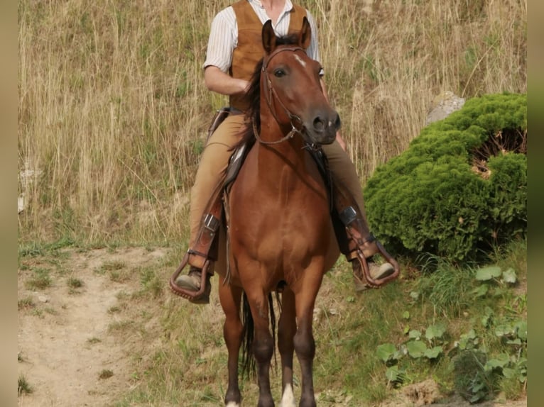 Inne kuce/małe konie Wałach 12 lat 148 cm Gniada in Graben