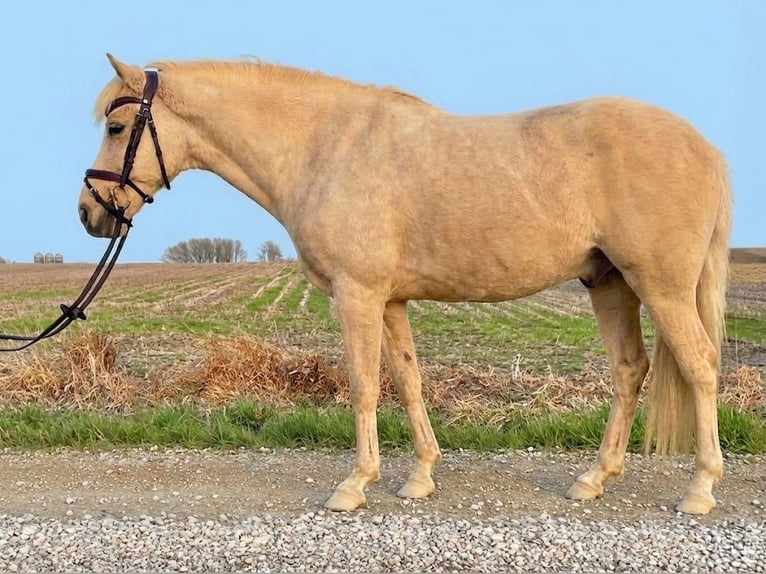 Inne kuce/małe konie Wałach 12 lat 97 cm Izabelowata in Ridgway
