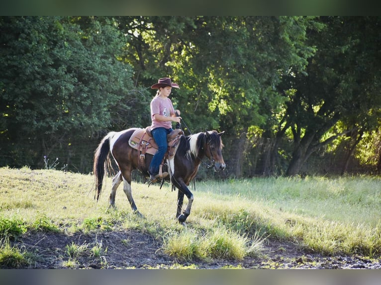 Inne kuce/małe konie Wałach 12 lat Srokata in Grandview