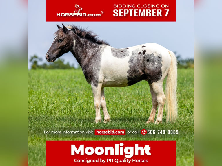 Inne kuce/małe konie Wałach 12 lat  in Ewing