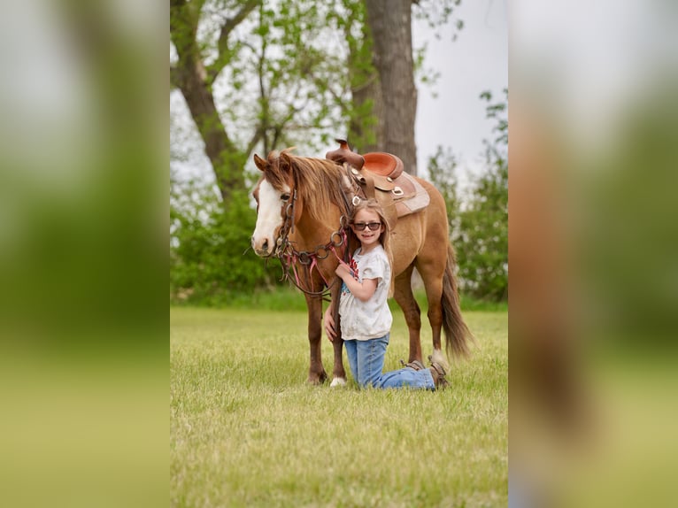 Inne kuce/małe konie Wałach 13 lat 102 cm Bułana in Brandon