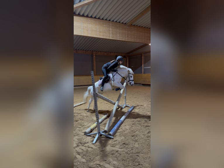 Inne kuce/małe konie Mix Wałach 13 lat 125 cm Siwa in Giengen an der Brenz