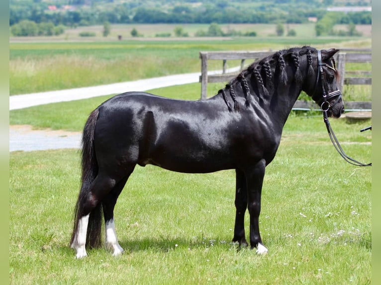 Inne kuce/małe konie Wałach 13 lat 126 cm Kara in Rechnitz