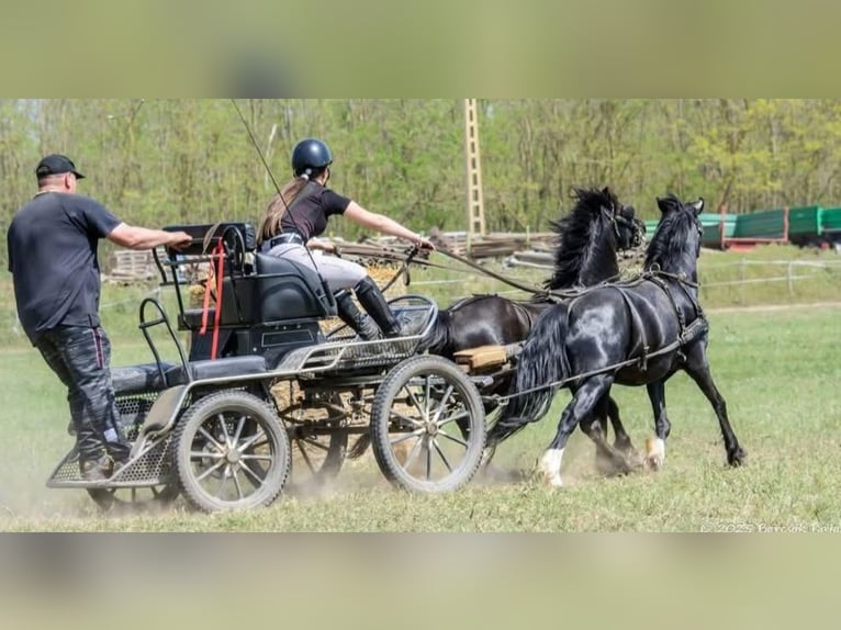 Inne kuce/małe konie Wałach 13 lat 126 cm Kara in Rechnitz